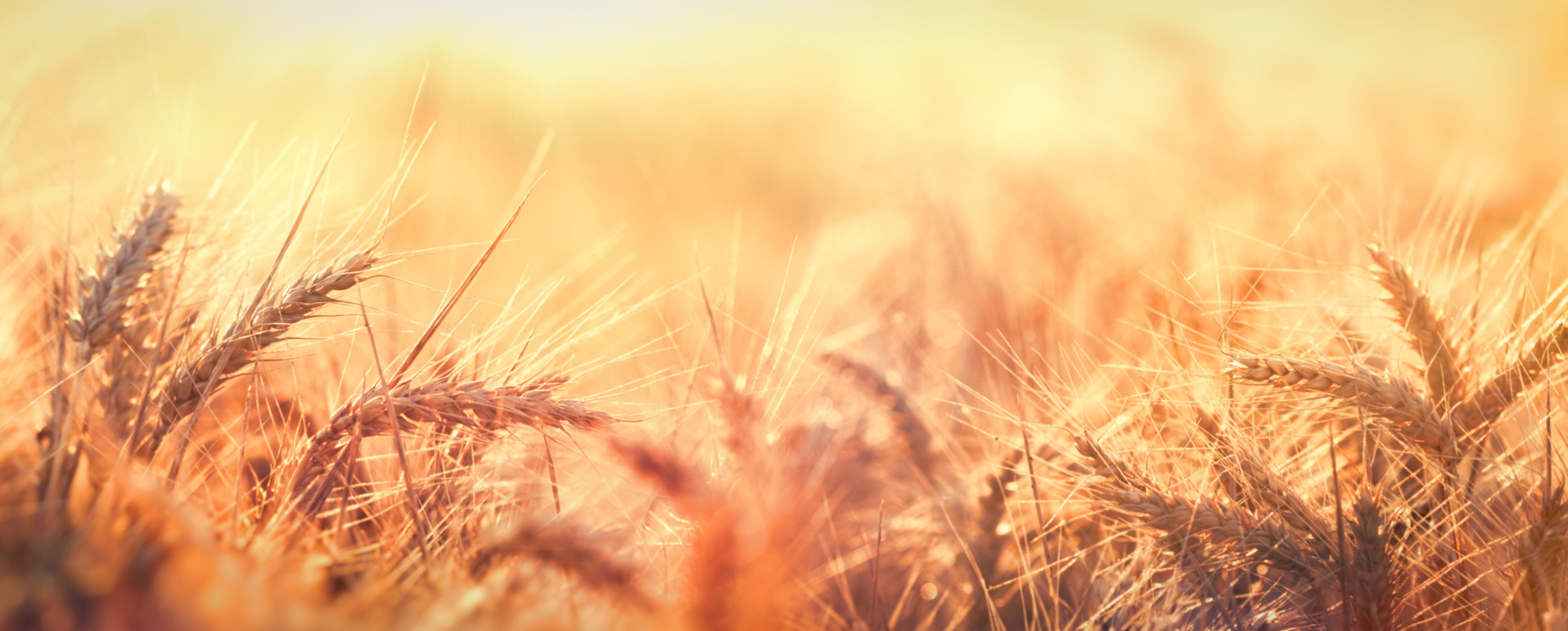 Продажа сельхозпродукции оптом с доставкой по всему миру | ООО «ГК АГРОСТ»